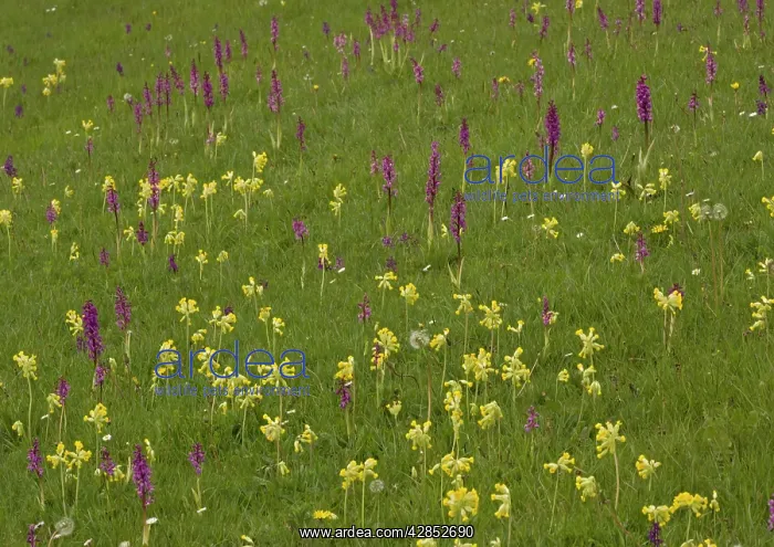 : Hardington Moor NNR in spring, with masses of orchids : Hardington Moor NNR in spring, with masses of orchids