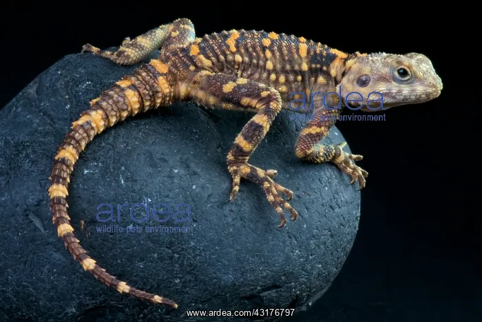 : Hardun (Stellagama stellio picea), Israel : Hardun (Stellagama stellio picea), Israel