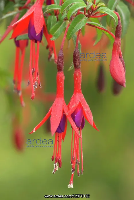 : Hardy Fuchsia / Bushy Fuchsia - in full bloom : Hardy Fuchsia / Bushy Fuchsia - in full bloom
