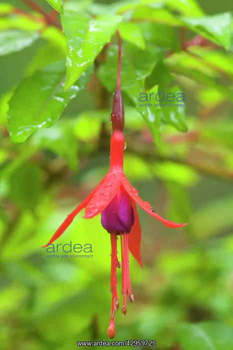 : Hardy Fuchsia / Bushy Fuchsia - single flower in : Hardy Fuchsia / Bushy Fuchsia - single flower in
