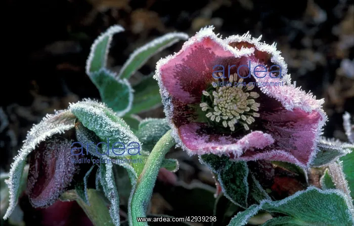 : Hardy Hellebore surviving heavy frost - January : Hardy Hellebore surviving heavy frost - January