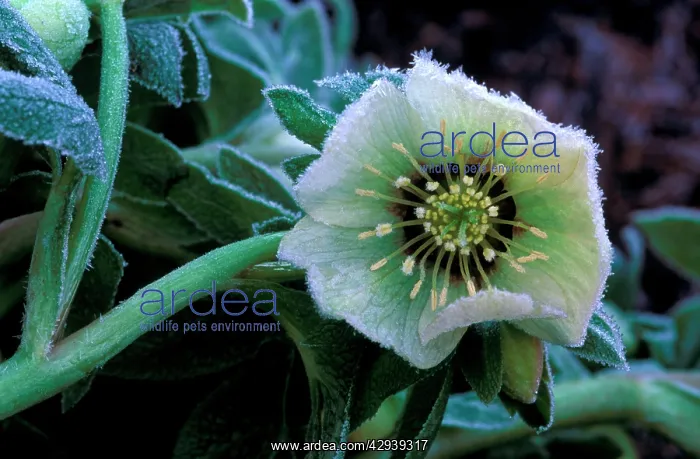 : Hardy Hellebore x Hybridus - surviving frost : Hardy Hellebore x Hybridus - surviving frost
