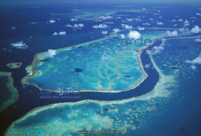: Hardy & Hook Reefs separated by deep channel : Hardy & Hook Reefs separated by deep channel