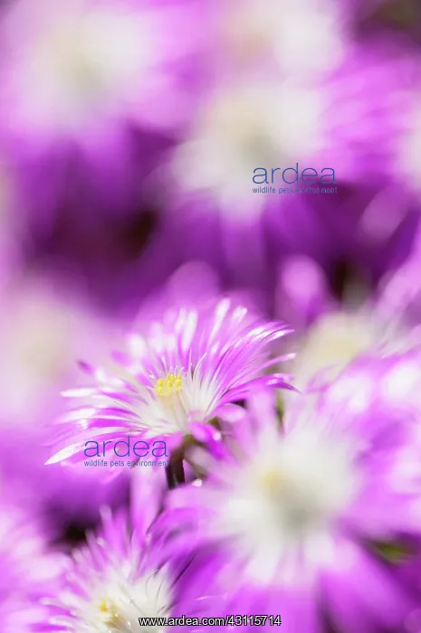 : Hardy ice plant, Delosperma floribunda Stardust : Hardy ice plant, Delosperma floribunda Stardust