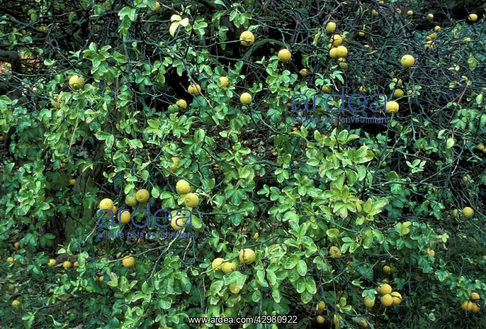 : Hardy Orange - Fruits and foliage : Hardy Orange - Fruits and foliage