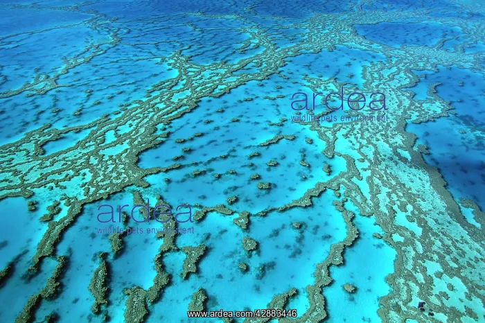 : Hardy Reef coral formations : Hardy Reef coral formations