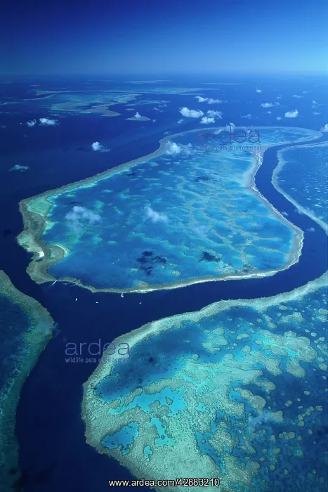 : Hardy Reef separated from Hook Reef by deep channel : Hardy Reef separated from Hook Reef by deep channel