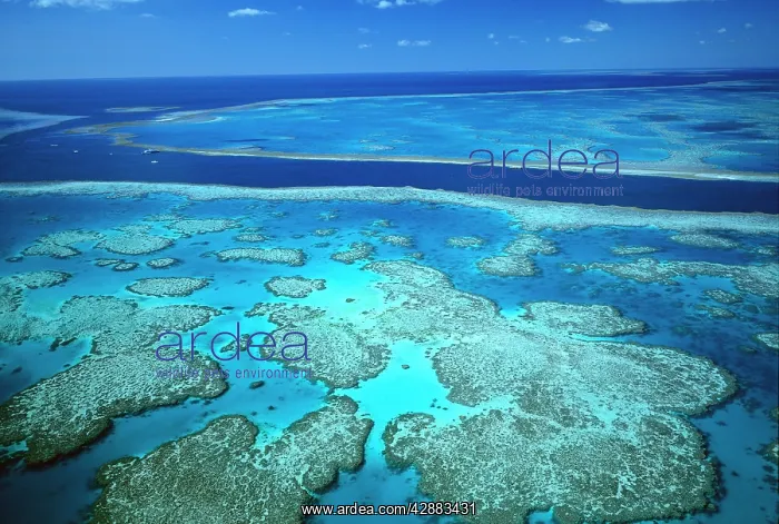 : Hardy Reef separated from Hook Reef by a deep channel : Hardy Reef separated from Hook Reef by a deep channel