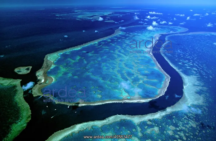 : Hardy Reef separated from Hook Reef by deep tidal channel : Hardy Reef separated from Hook Reef by deep tidal channel