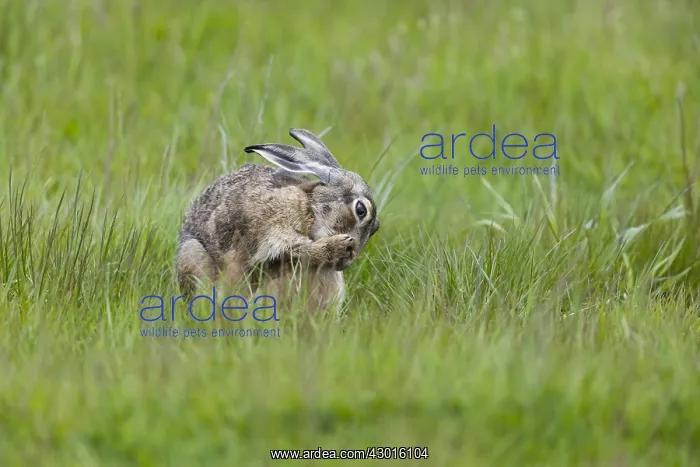 : Hare - adult grooming itself and licking its paws : Hare - adult grooming itself and licking its paws