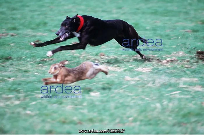 : HARE COURSING - dog close to hare : HARE COURSING - dog close to hare