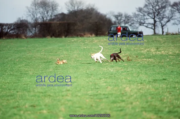 : HARE COURSING - dogs x two : HARE COURSING - dogs x two