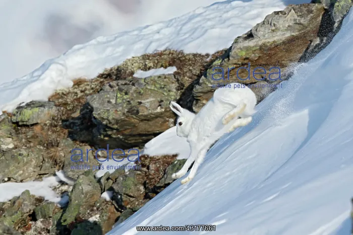 : Hare ( mountain hare ) running in white winter coat : Hare ( mountain hare ) running in white winter coat