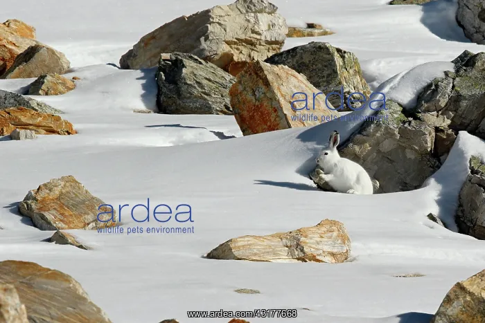 : Hare ( mountain hare ) in white coat early winter : Hare ( mountain hare ) in white coat early winter