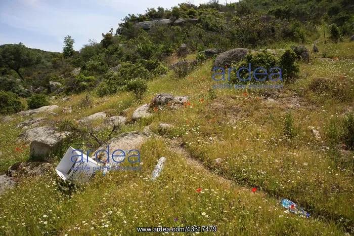 : Hare ns tail, Lagurus ovatus and other wildflowers : Hare ns tail, Lagurus ovatus and other wildflowers