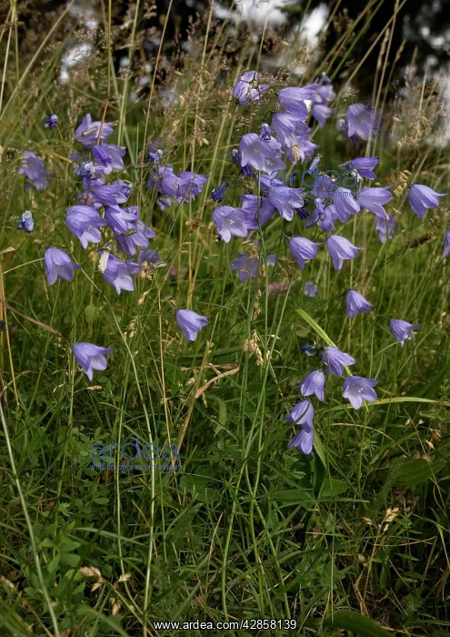 : Harebell (Campanula rotundifolia). Scotland, UK : Harebell (Campanula rotundifolia). Scotland, UK