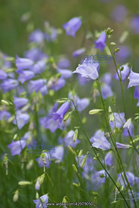 : Harebell, Campanula rotundifolia : Harebell, Campanula rotundifolia