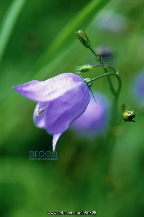 : Harebell, Campanula rotundifolia : Harebell, Campanula rotundifolia