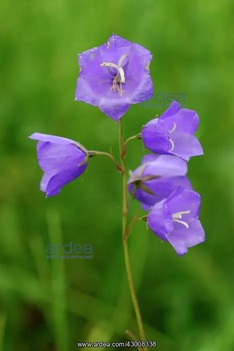  : Harebell Switzerland