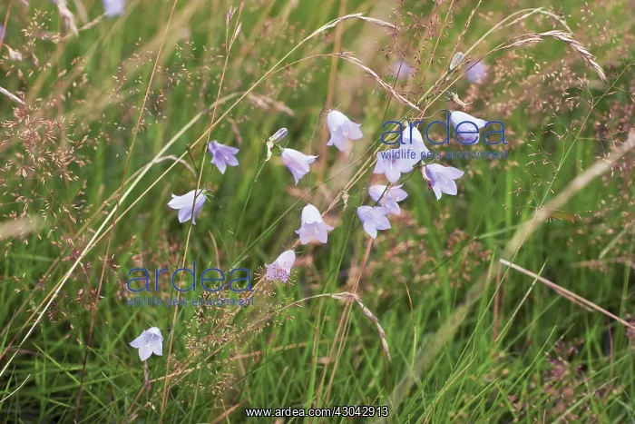 : Harebell, Campanula rotundifolia : Harebell, Campanula rotundifolia