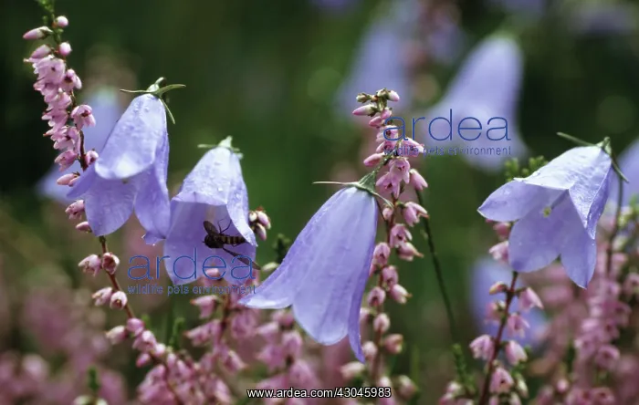 : Harebell, Campanula rotundifolia : Harebell, Campanula rotundifolia