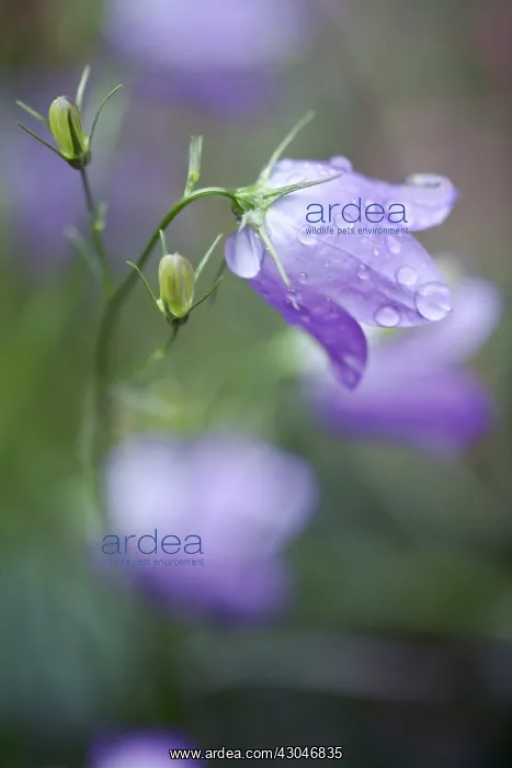 : Harebell, Campanula rotundifolia : Harebell, Campanula rotundifolia