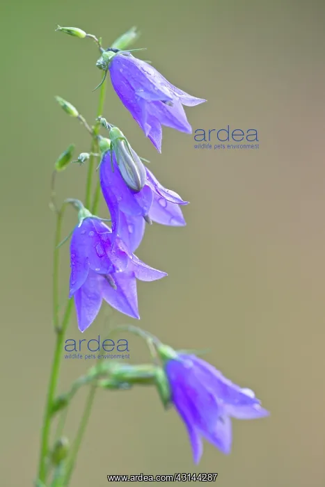 : Harebell (Campanula rotundifolia) flowering at a forest edge : Harebell (Campanula rotundifolia) flowering at a forest edge