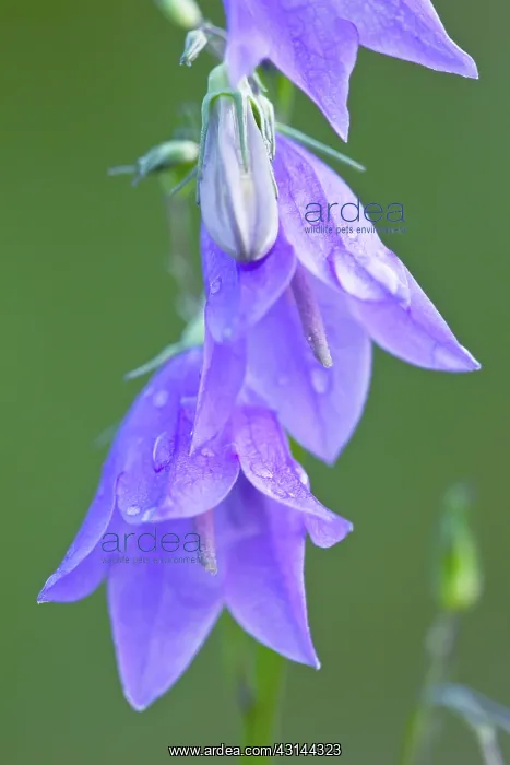 : Harebell (Campanula rotundifolia) flowering at a forest edge : Harebell (Campanula rotundifolia) flowering at a forest edge