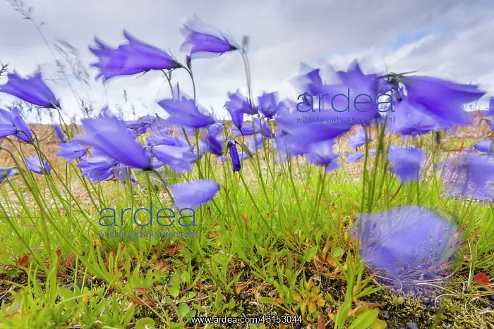 : Harebell. Blue flowers of Harebell (Campanula rotundifolia) moving in the wind : Harebell. Blue flowers of Harebell (Campanula rotundifolia) moving in the wind
