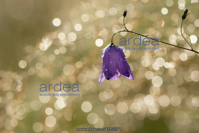 : Harebell. A delicate Harebell (Campanula rotundifolia) with backlight on : Harebell. A delicate Harebell (Campanula rotundifolia) with backlight on