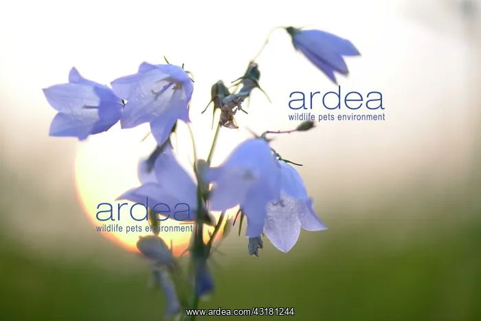 : Harebells (Campanula rotundifolia) during sunset : Harebells (Campanula rotundifolia) during sunset