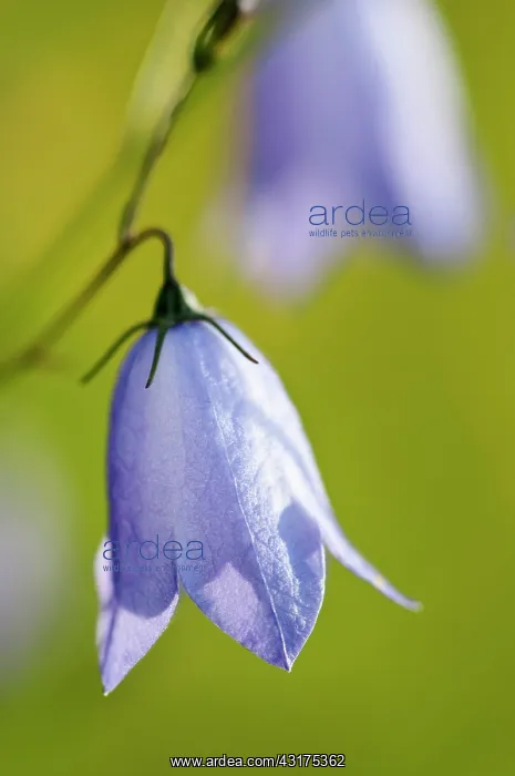 : Harebell, Campanula rotundifolia, hanging blueish purple flo : Harebell, Campanula rotundifolia, hanging blueish purple flo