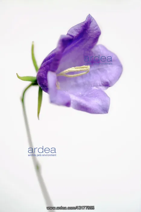 : Harebell, Campanula rotundifolia, Close view of : Harebell, Campanula rotundifolia, Close view of