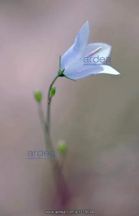 : Harebell, Campanula rotundifolia, Close view of : Harebell, Campanula rotundifolia, Close view of