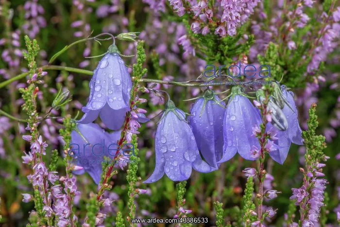 : Harebell, Campanula rotundifolia, in flower amon : Harebell, Campanula rotundifolia, in flower amon