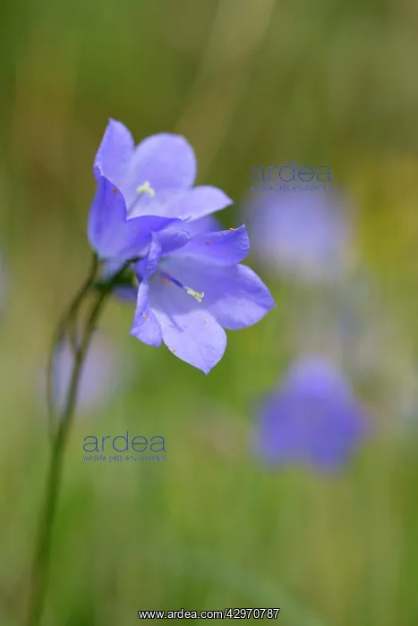 : Harebell - Summer : Harebell - Summer