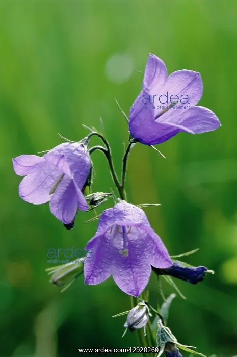 : HAREBELL - x three flowers : HAREBELL - x three flowers