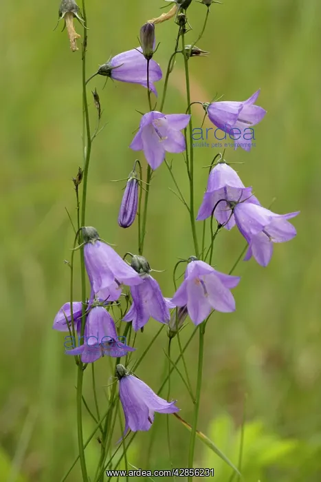 : Harebells (Campanula rotundifolia). Scotland : Harebells (Campanula rotundifolia). Scotland
