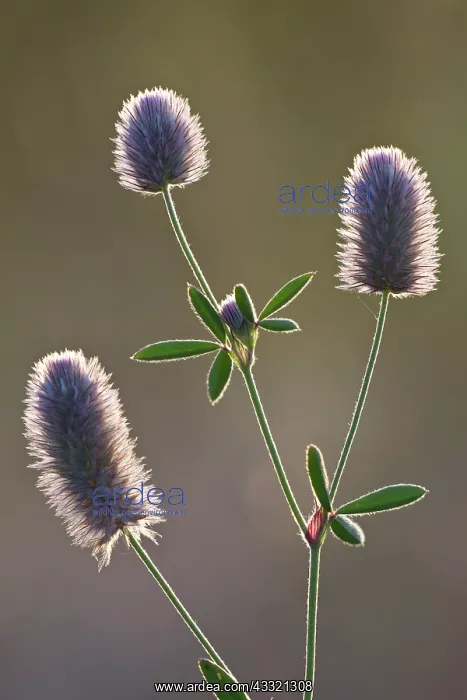 : Harefoots Clover : Harefoots Clover
