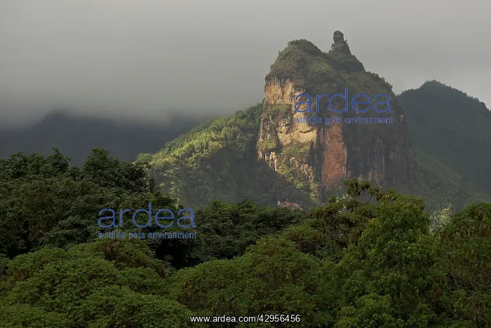 : Harenna escarpment : Harenna escarpment