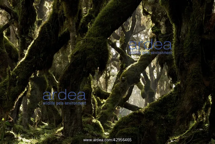 : Harenna forest : Harenna forest