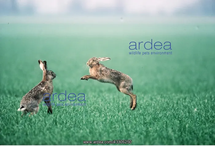 : HARES - fighting : HARES - fighting