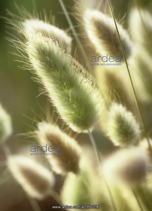 : Hare's tail : Hare's tail