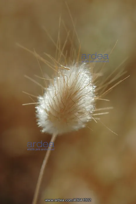  : Hare's tail