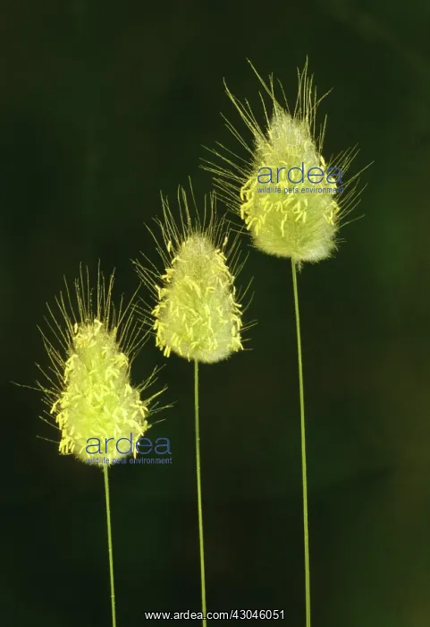 : Hare's tail : Hare's tail