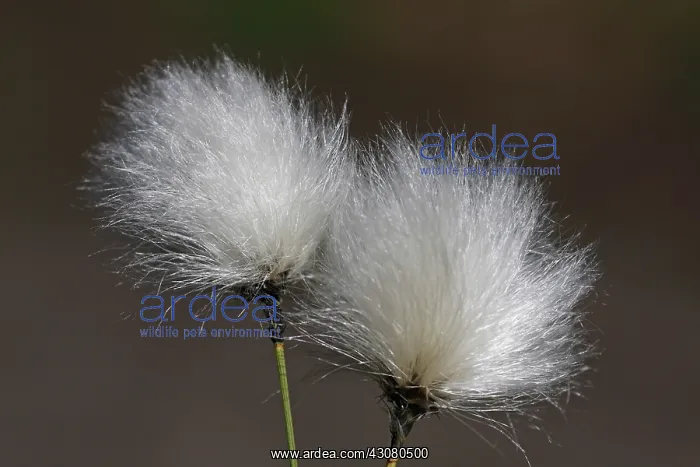 : Hare's-tail Cottongrass : Hare's-tail Cottongrass