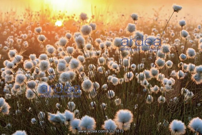 : Hare's-tail Cottongrass : Hare's-tail Cottongrass