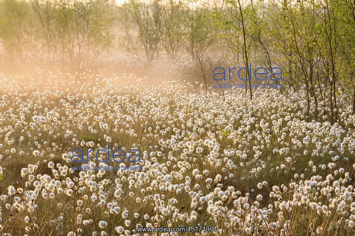 : Hare's-tail Cottongrass : Hare's-tail Cottongrass