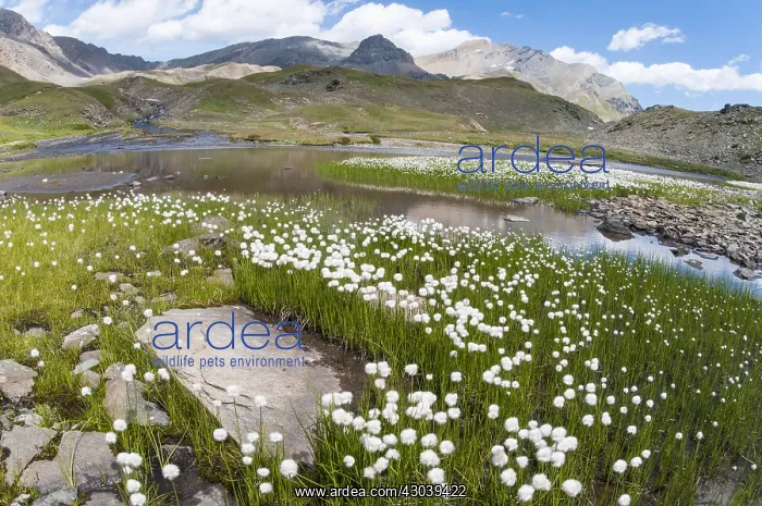: Hare's-tail cottongrass (Eriophorum vaginatum) : Hare's-tail cottongrass (Eriophorum vaginatum)