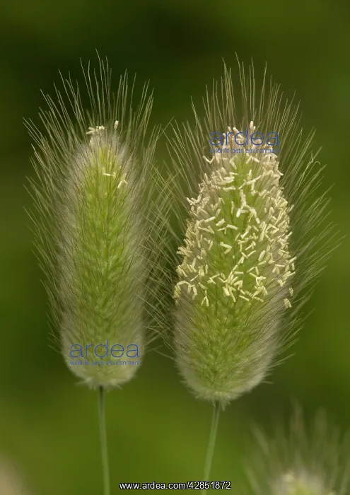 : Hare's-tail - Rare grass on coastal sites : Hare's-tail - Rare grass on coastal sites
